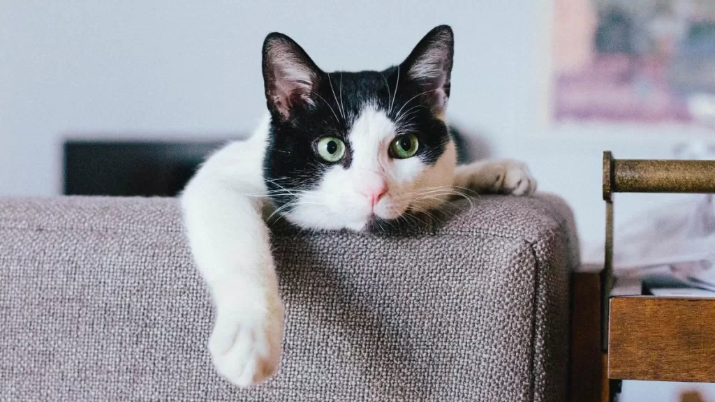 gato