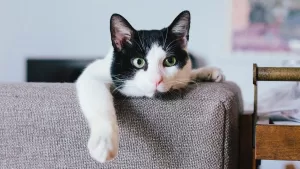 gato