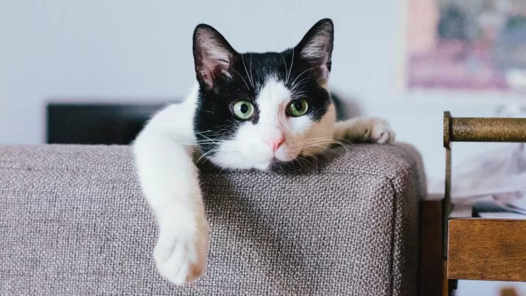 gato