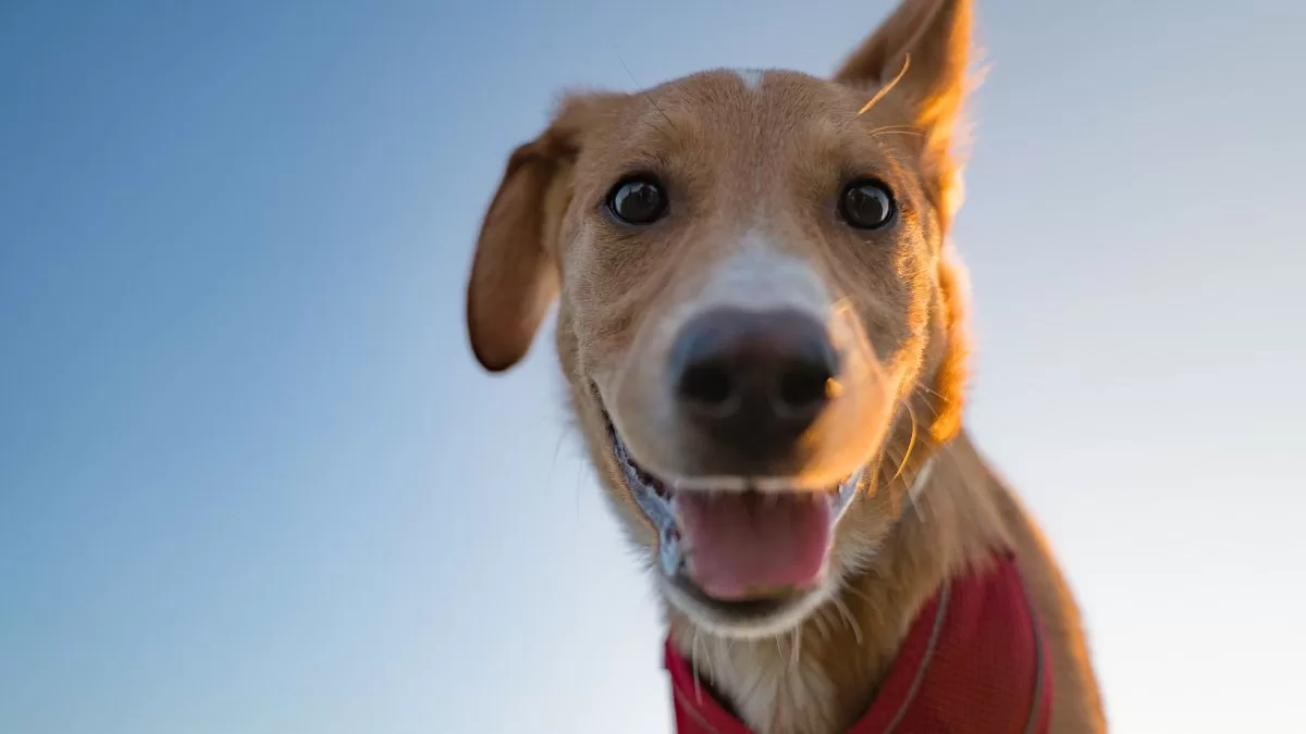 Perro
