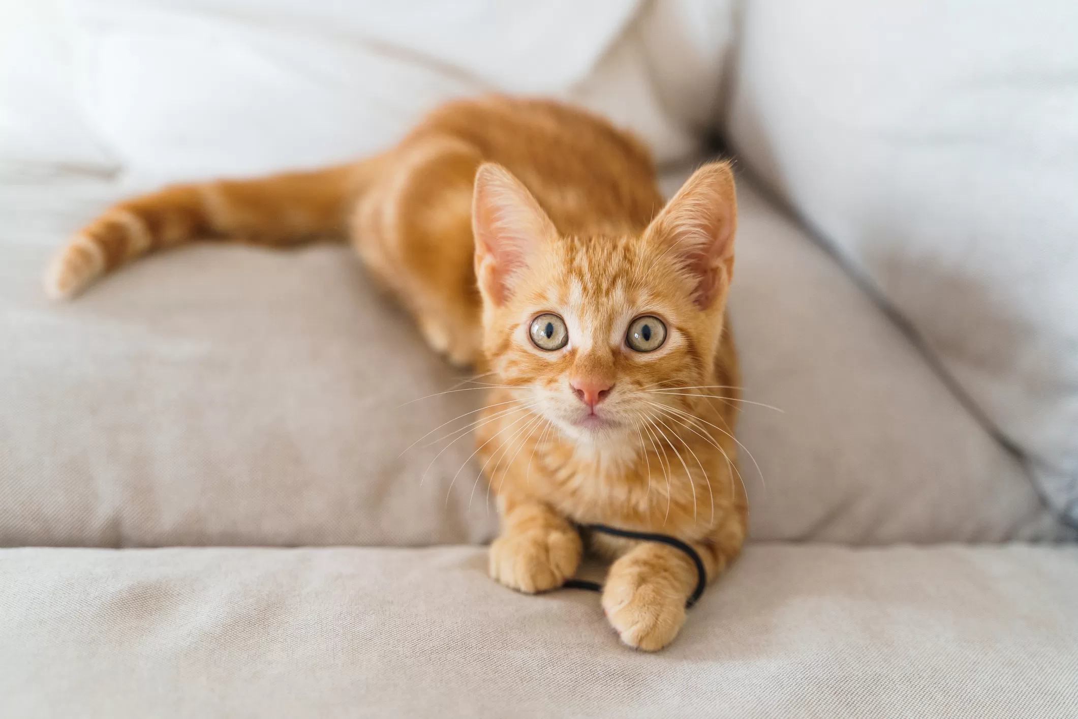 Gato Naranja