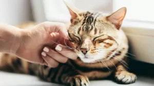Gato ronroneando GettyImages-1183448484 web