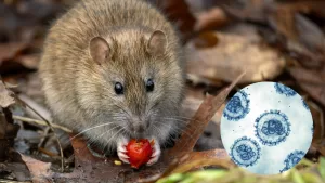 Hantavirus