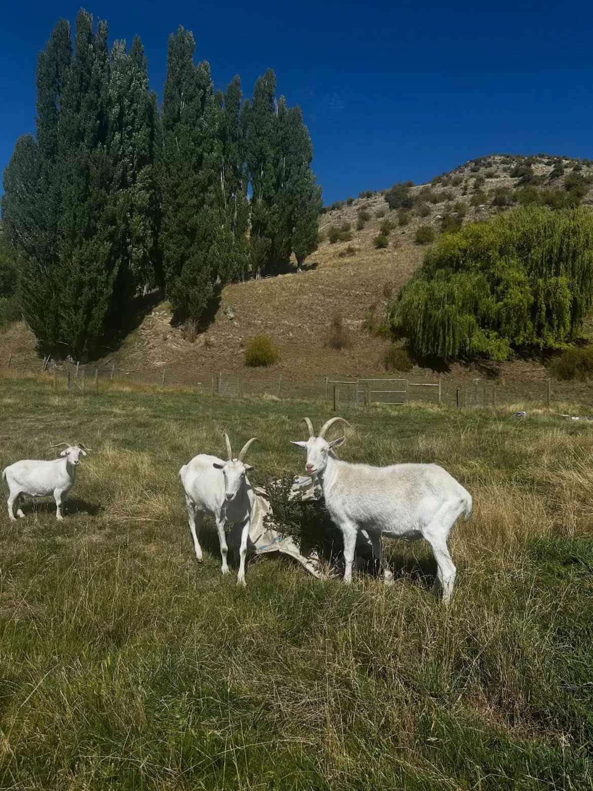 Nueva Zelanda granja