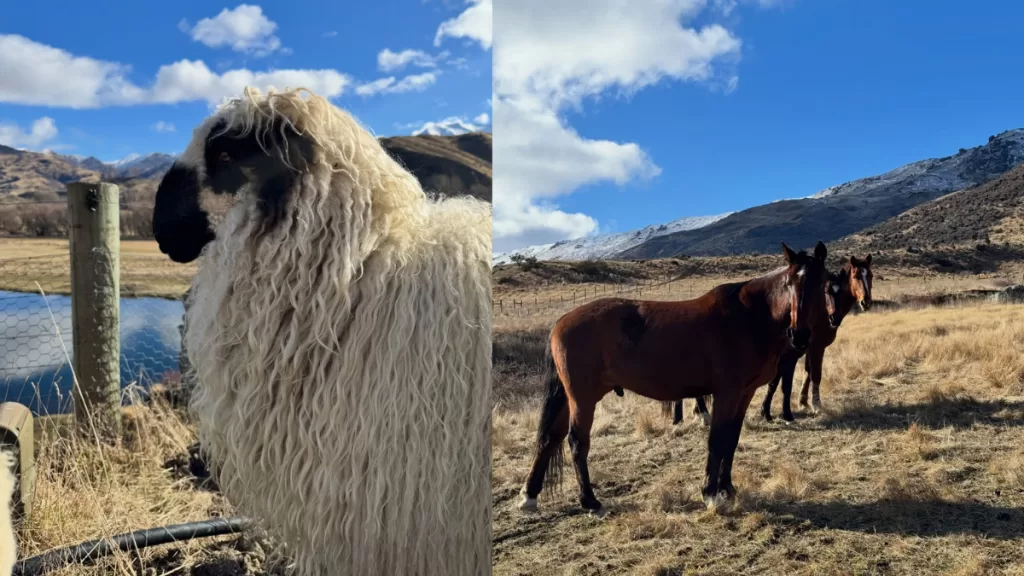 Nueva Zelanda granja