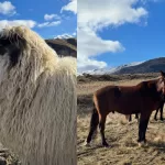 Nueva Zelanda granja