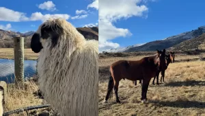 Nueva Zelanda granja