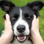 Perro Border Collie GettyImages-1005462320 web