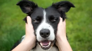 Perro Border Collie GettyImages-1005462320 web