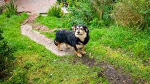 Perro patio GettyImages-1183783766 web