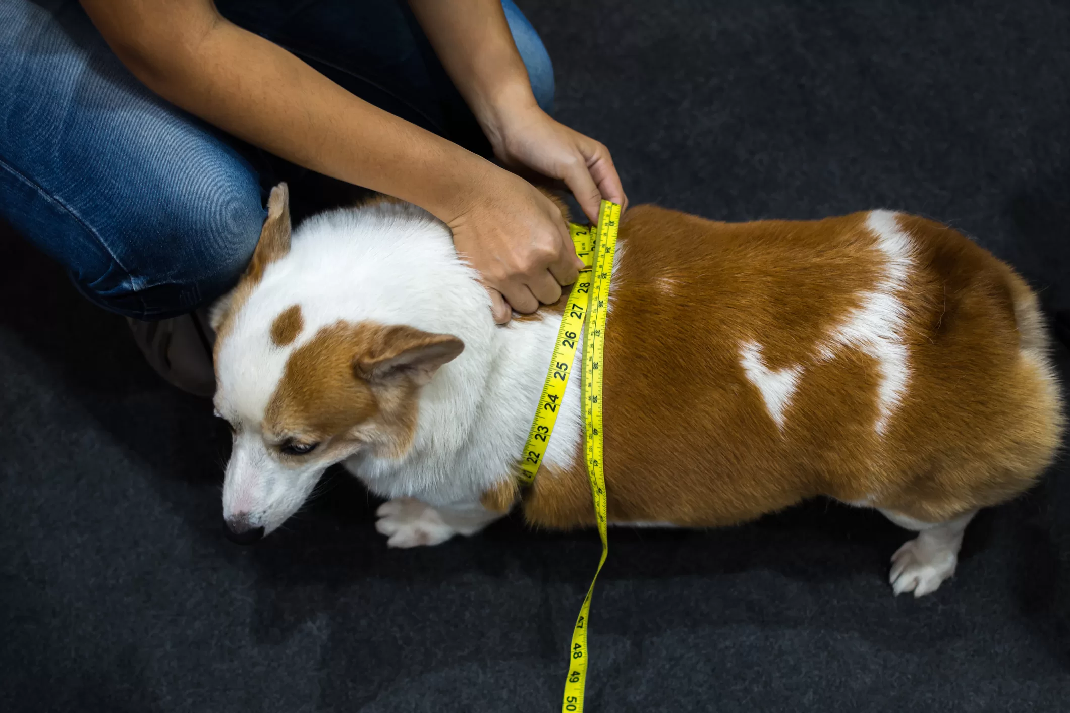 Perro con sobrepeso