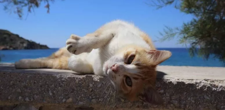 Syros Cats