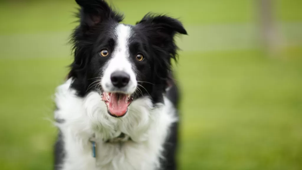 Border Collies