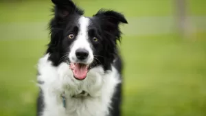 Border Collies