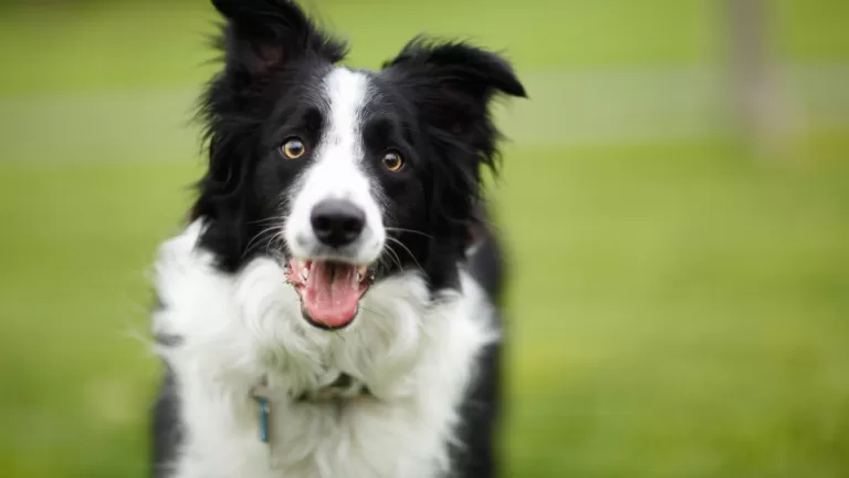 Border Collies