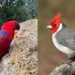 Aves parque Tricahue