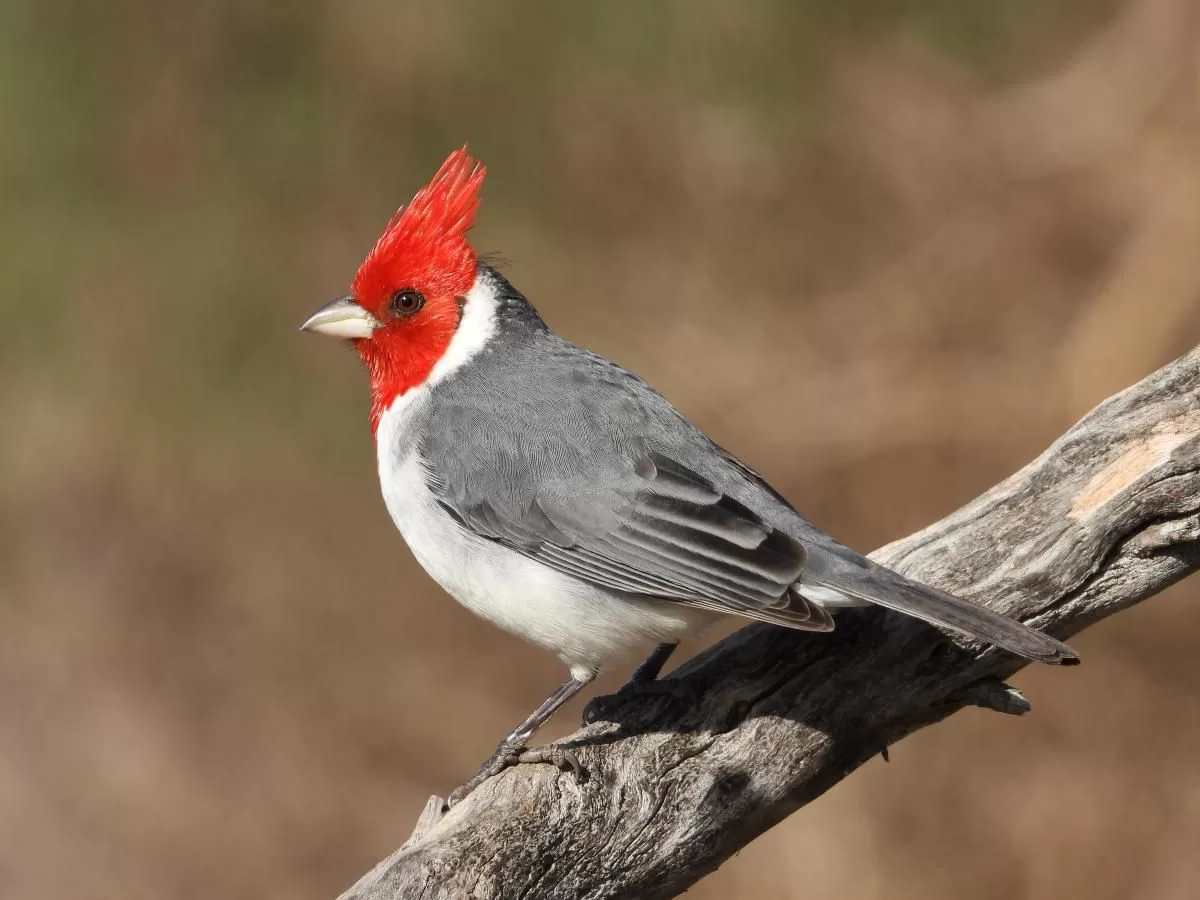 Cardenal ave