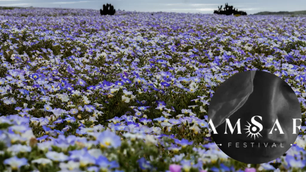 Desierto Florido fiesta