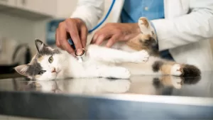 Hospital veterinario GettyImages-1885866215 web