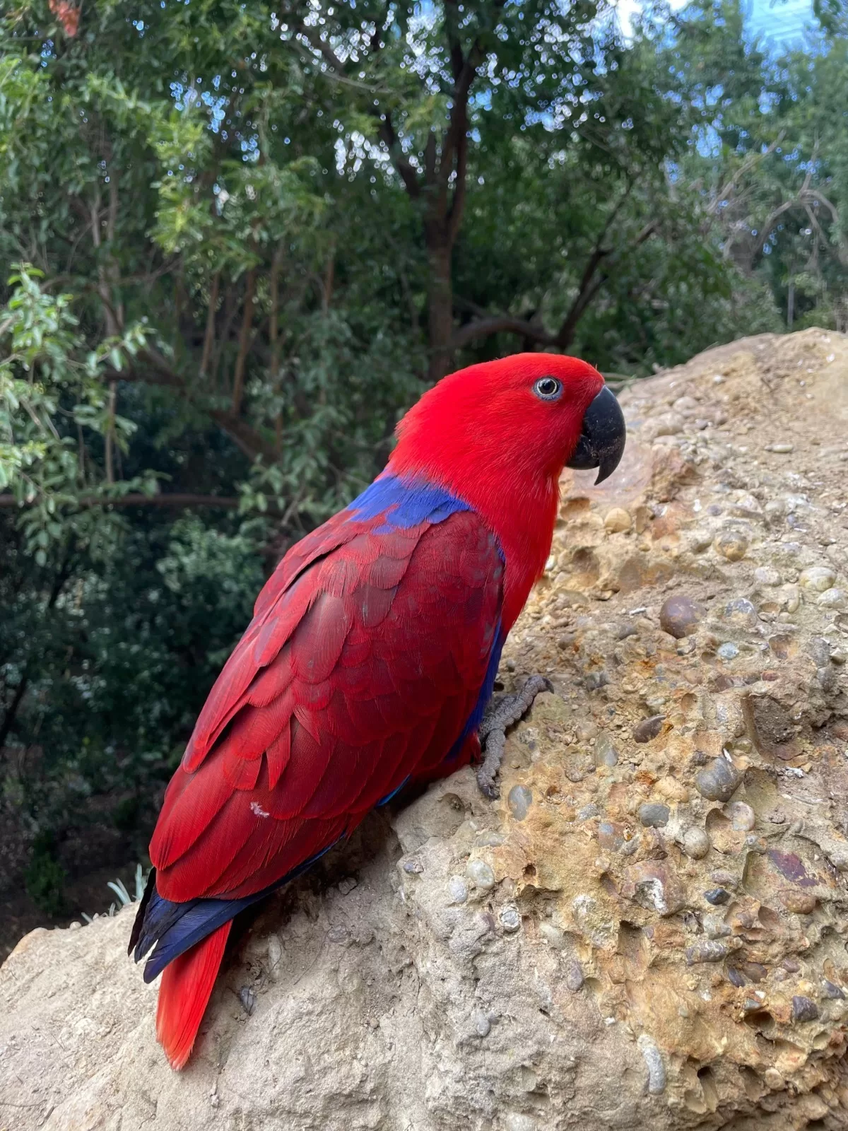 Loro-eclecto-hembra