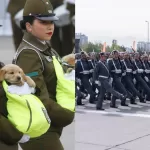 Parada Militar perritos