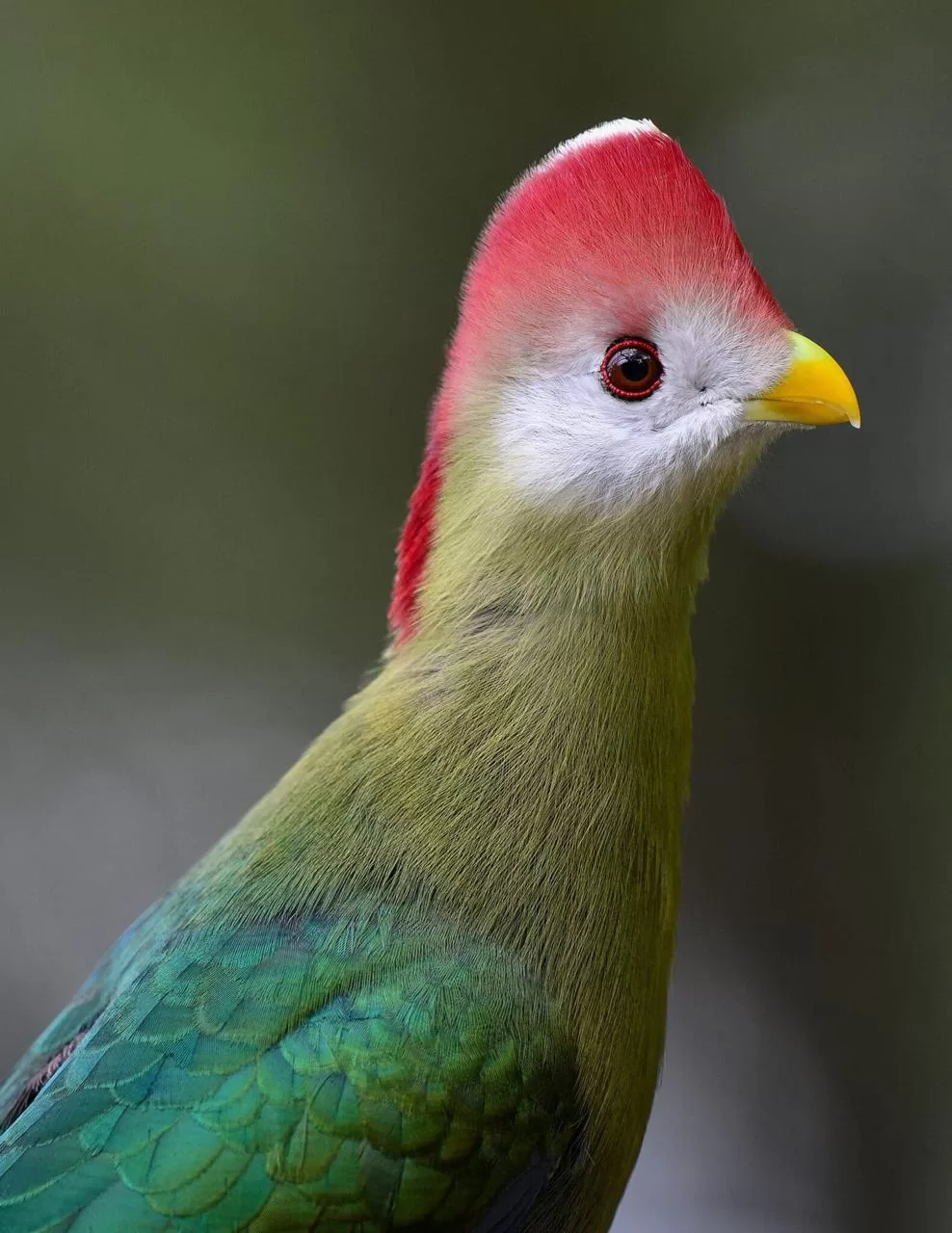 aves-turaco-cresta-roja