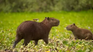 capibaras