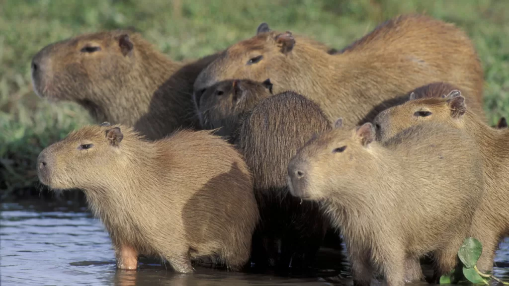 capibaras
