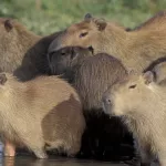 capibaras