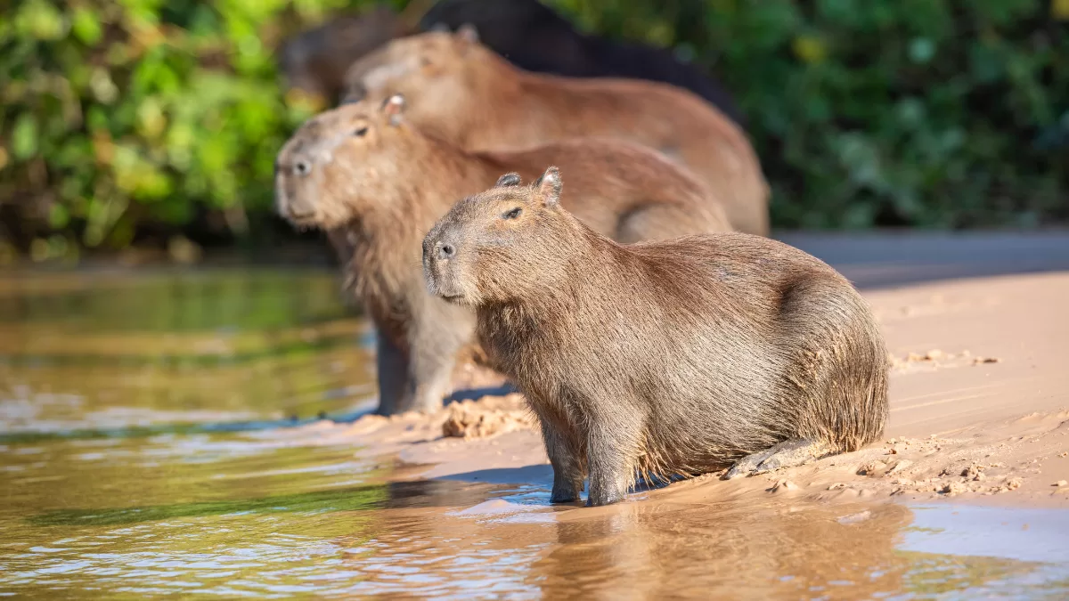 capibaras