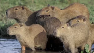 capibaras