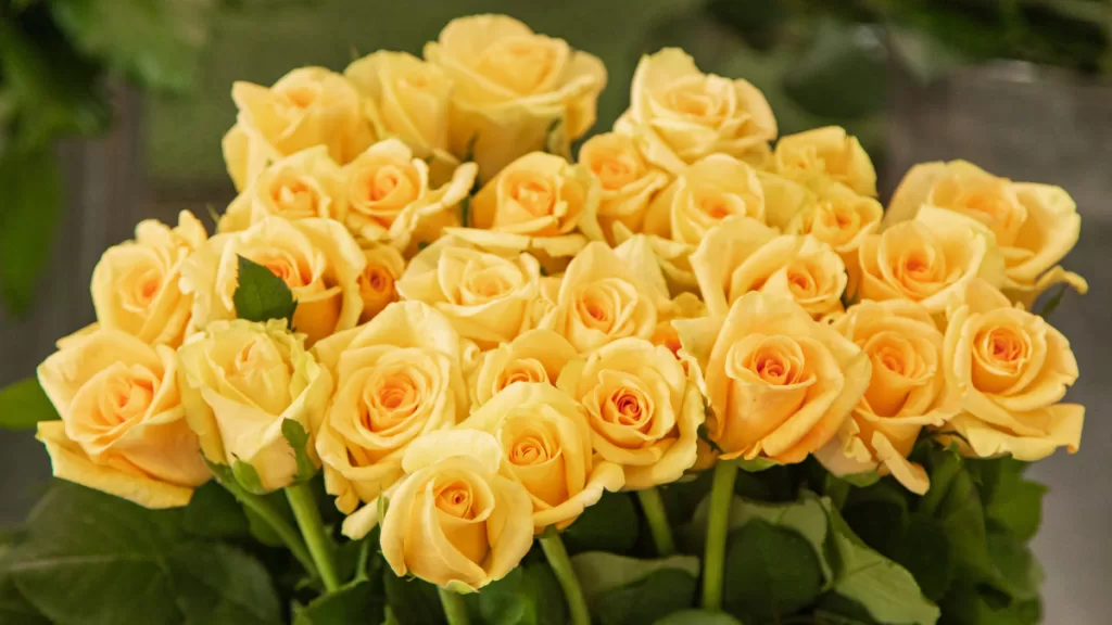 flores amarillas