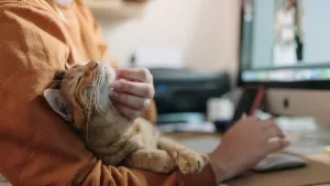 gatos psicología