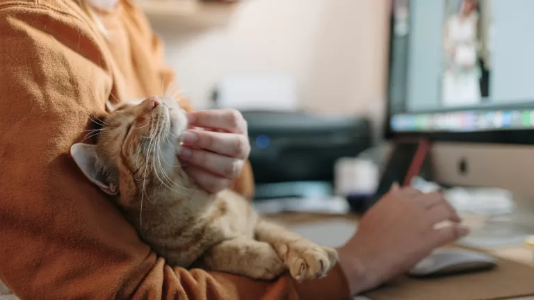 gatos psicología