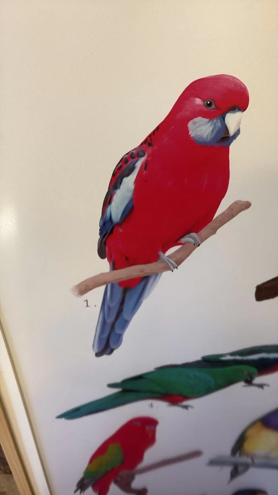 rosella