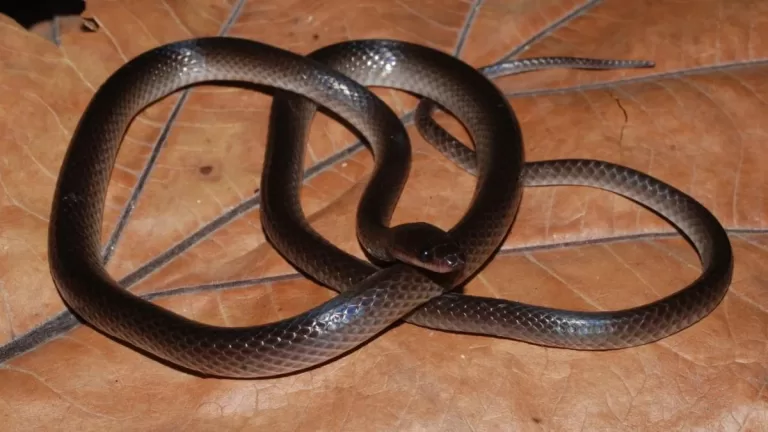 serpiente Lielaphis slashi