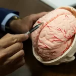 Cerebro GettyImages-1554047481 web