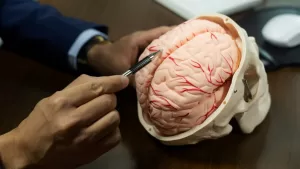 Cerebro GettyImages-1554047481 web