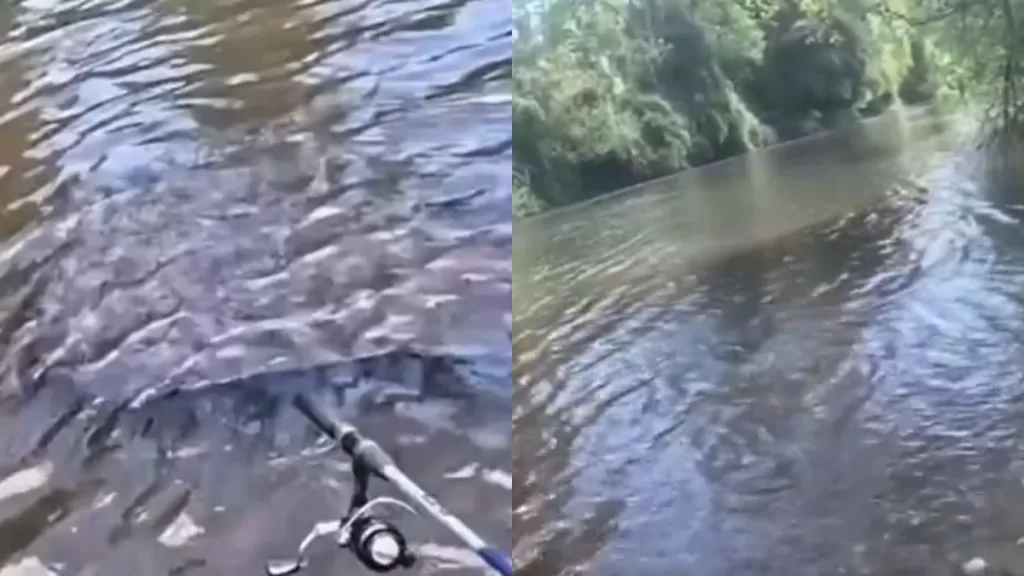 cuero