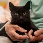gato
