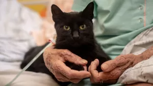 gato